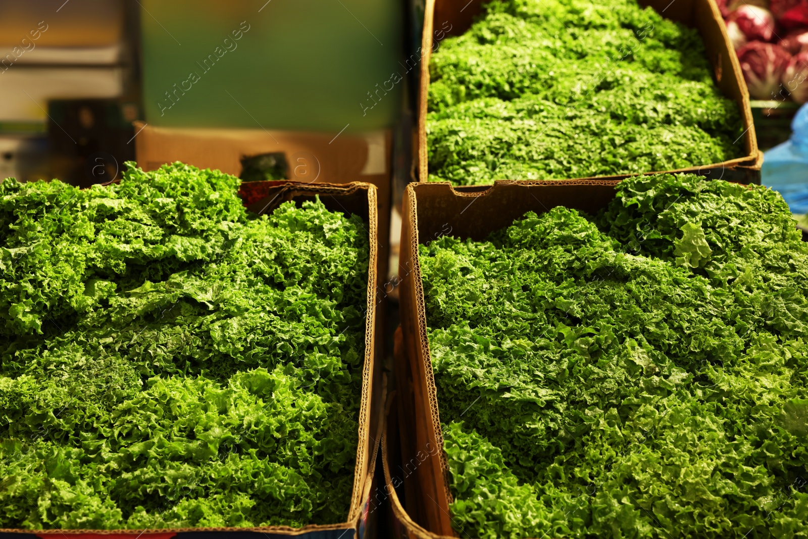 Photo of Fresh green lettuce in cardboard containers at market