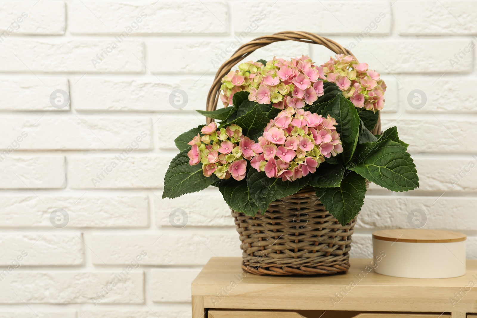 Photo of Beautiful blooming pink hortensia in wicker basket on table near white brick wall. Space for text