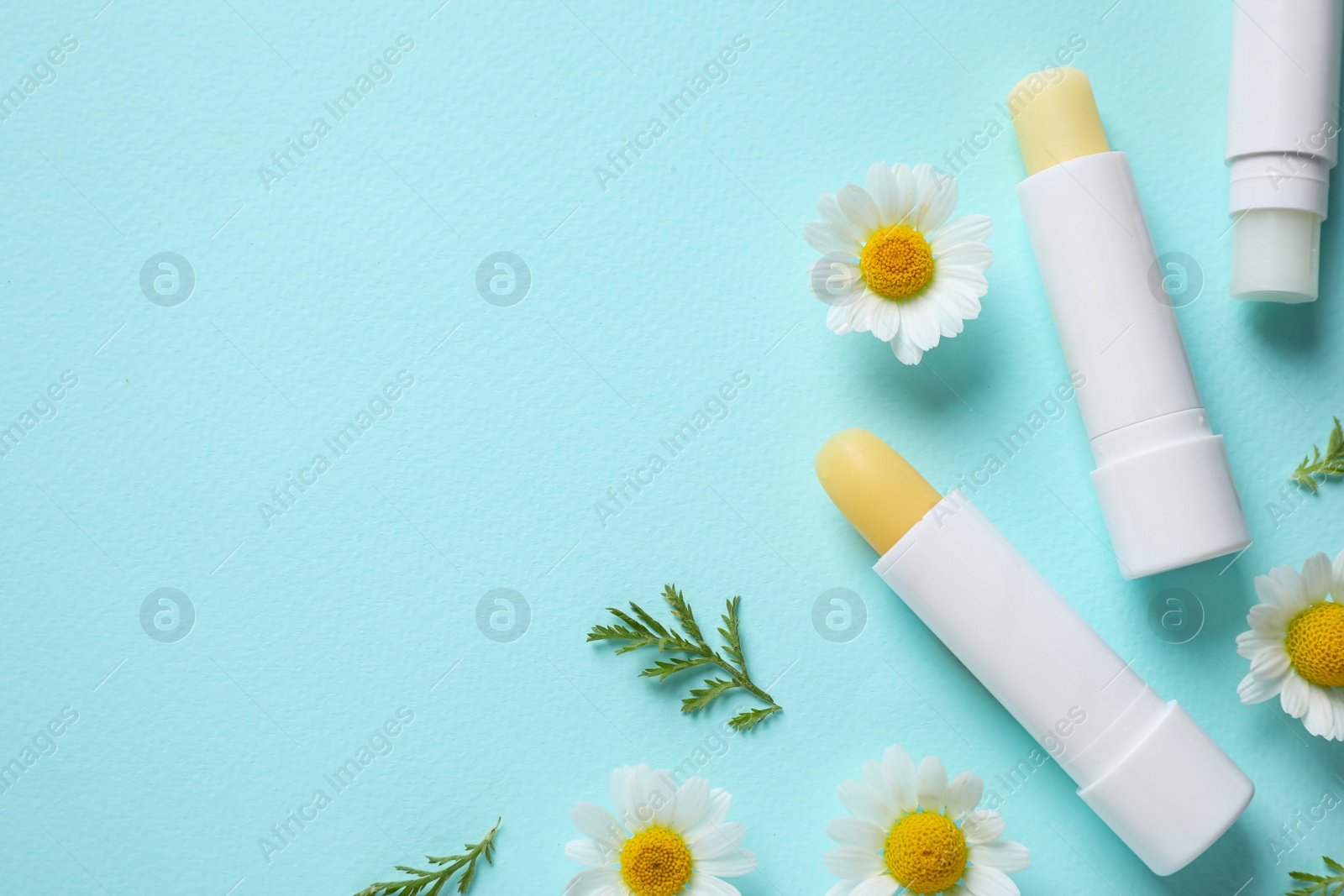 Photo of Hygienic lipsticks and chamomile flowers on turquoise background, flat lay. Space for text