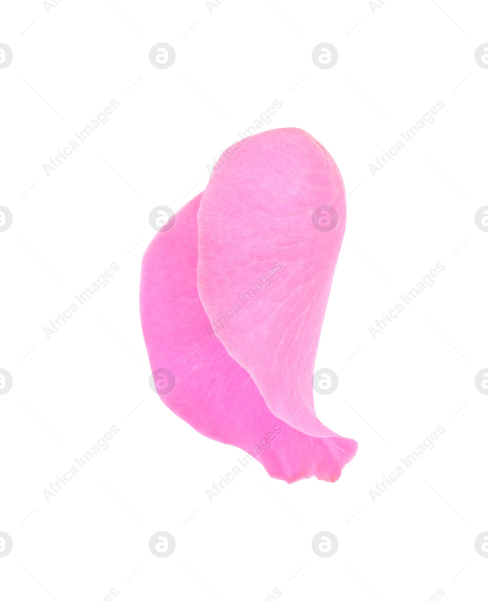 Photo of One pink rose petal isolated on white