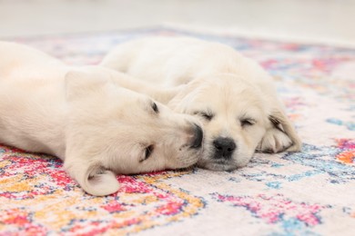 Cute little puppies lying on carpet indoors