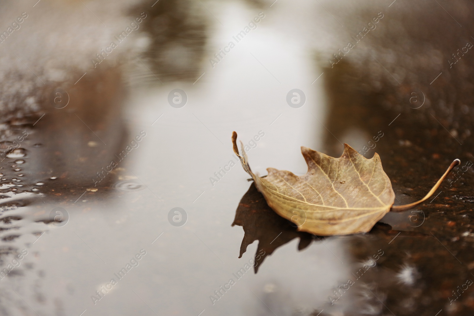 Photo of Autumn leaf in puddle on rainy day