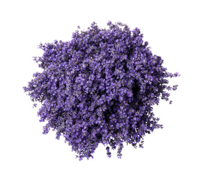 Photo of Beautiful lavender bouquet isolated on white, top view