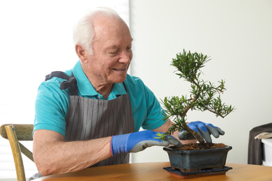 Photo of Senior man taking care of Japanese bonsai plant indoors. Creating zen atmosphere at home