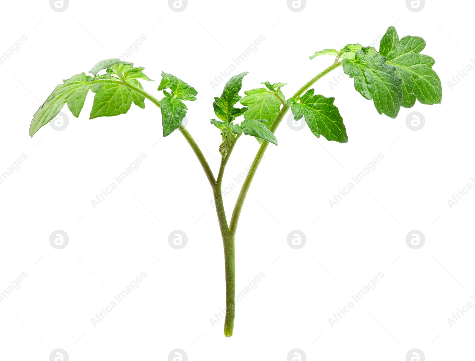 Photo of Branch of tomato plant with leaves isolated on white