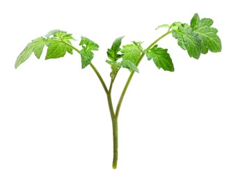 Photo of Branch of tomato plant with leaves isolated on white