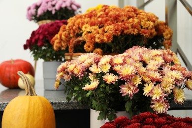 Photo of Many fresh chrysanthemum flowers in pots and pumpkins on stairs indoors