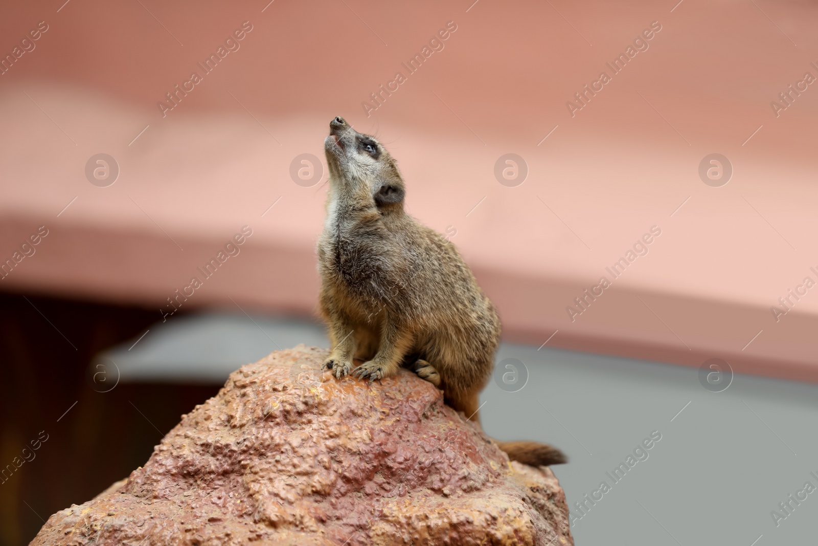 Photo of Cute meerkat in zoo enclosure. Exotic animal