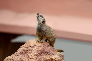 Photo of Cute meerkat in zoo enclosure. Exotic animal