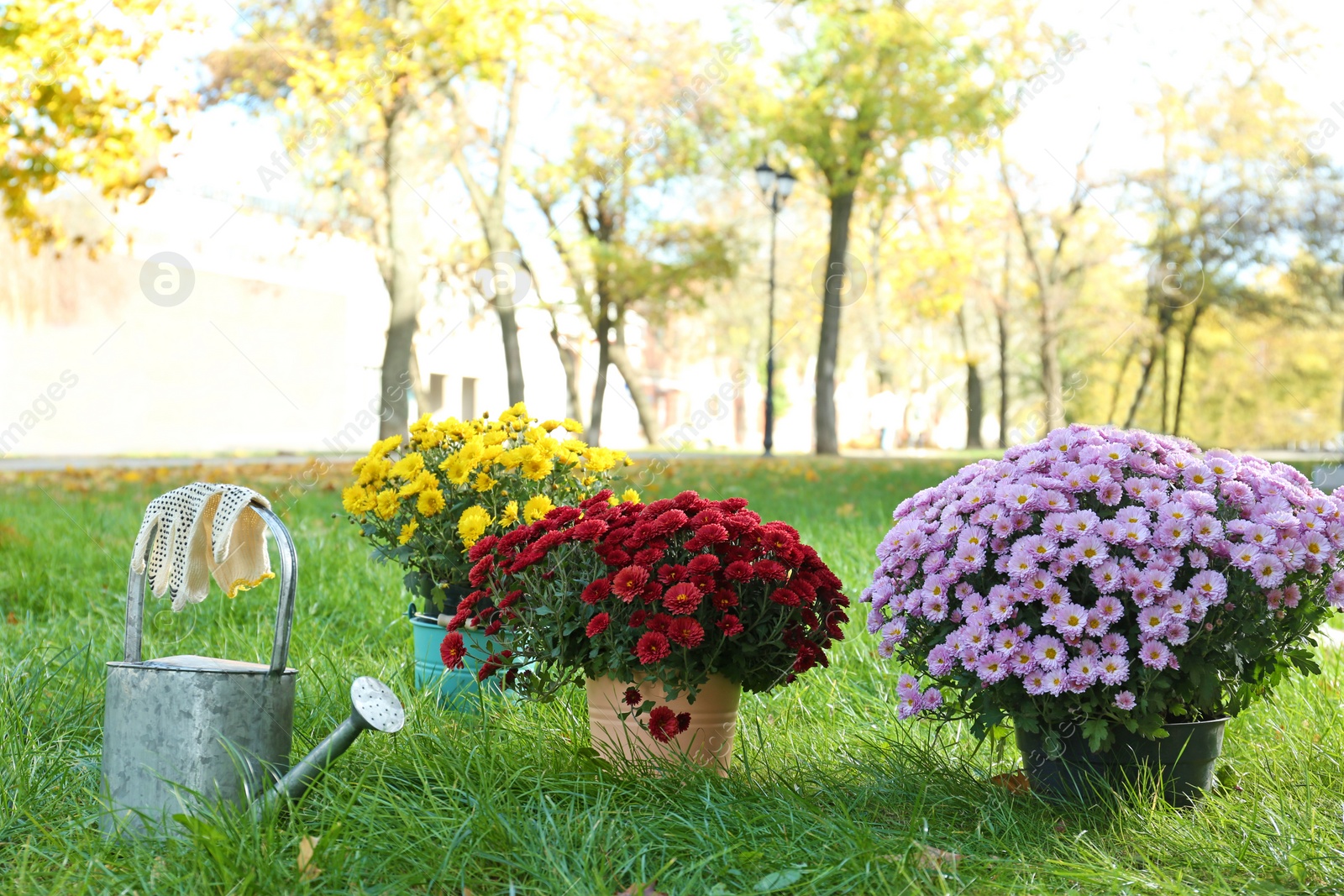 Photo of Beautiful colorful chrysanthemum flowers and watering can on green grass