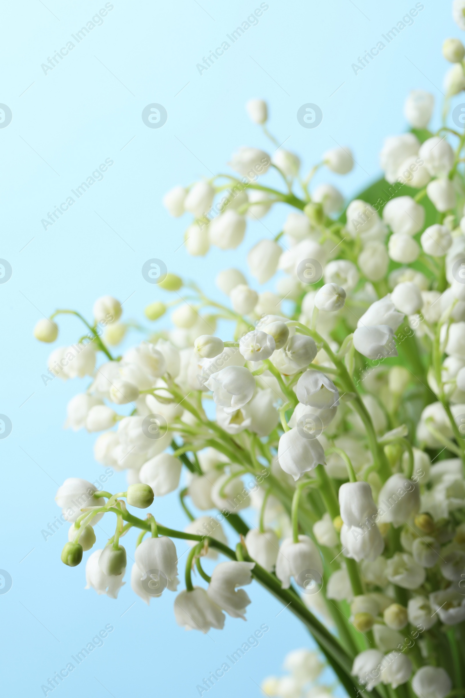 Photo of Beautiful lily of the valley flowers on light blue background, closeup
