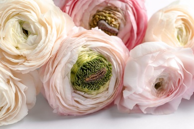 Beautiful ranunculus flowers on white background, closeup