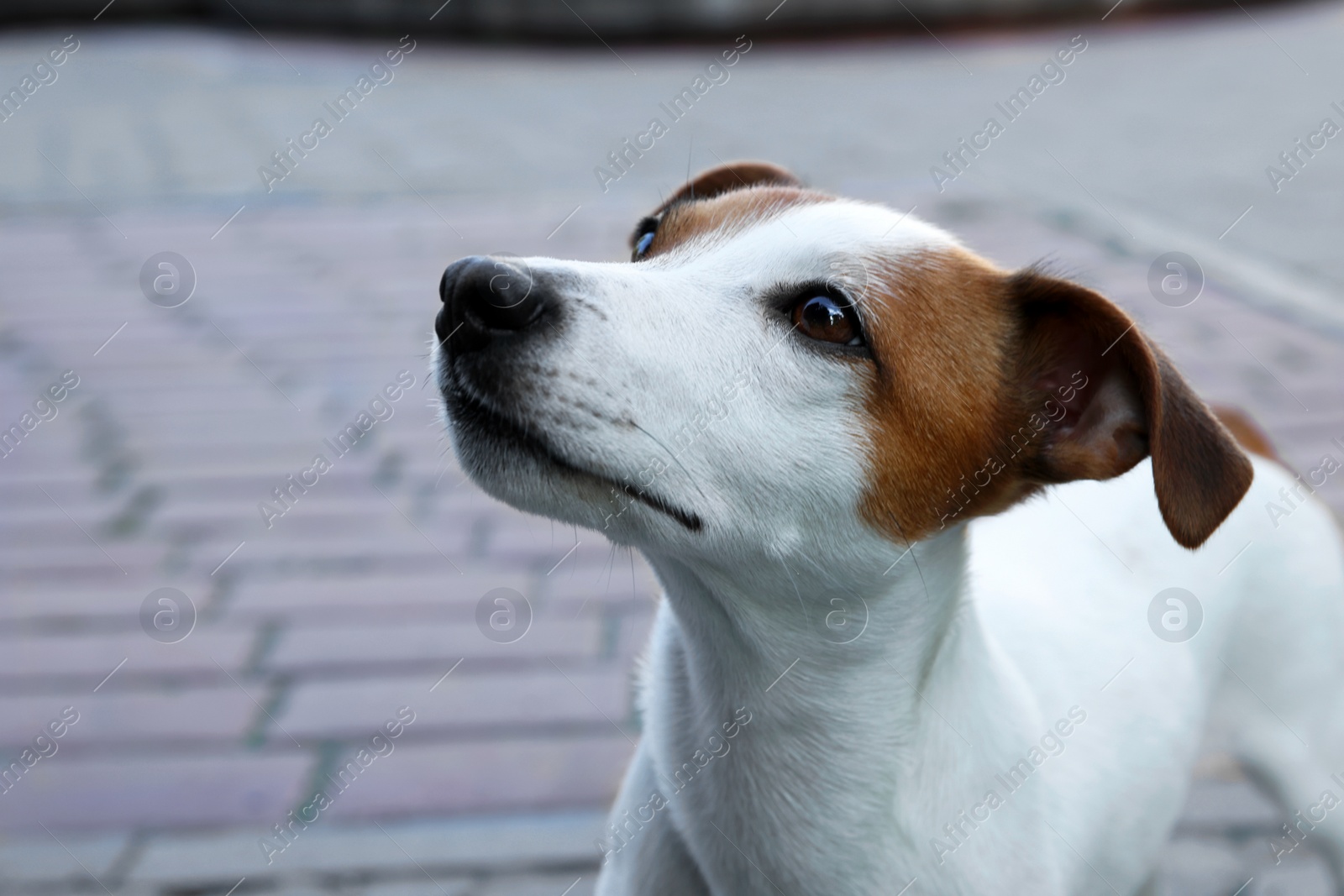 Photo of Beautiful Jack Russell Terrier dog on city street
