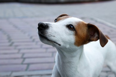 Photo of Beautiful Jack Russell Terrier dog on city street