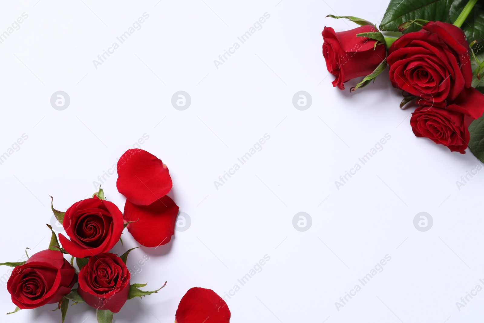 Photo of Beautiful red roses and petals on white background, top view. Space for text