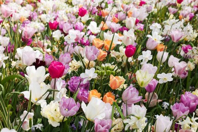 Photo of Many beautiful different flowers as background. Spring season