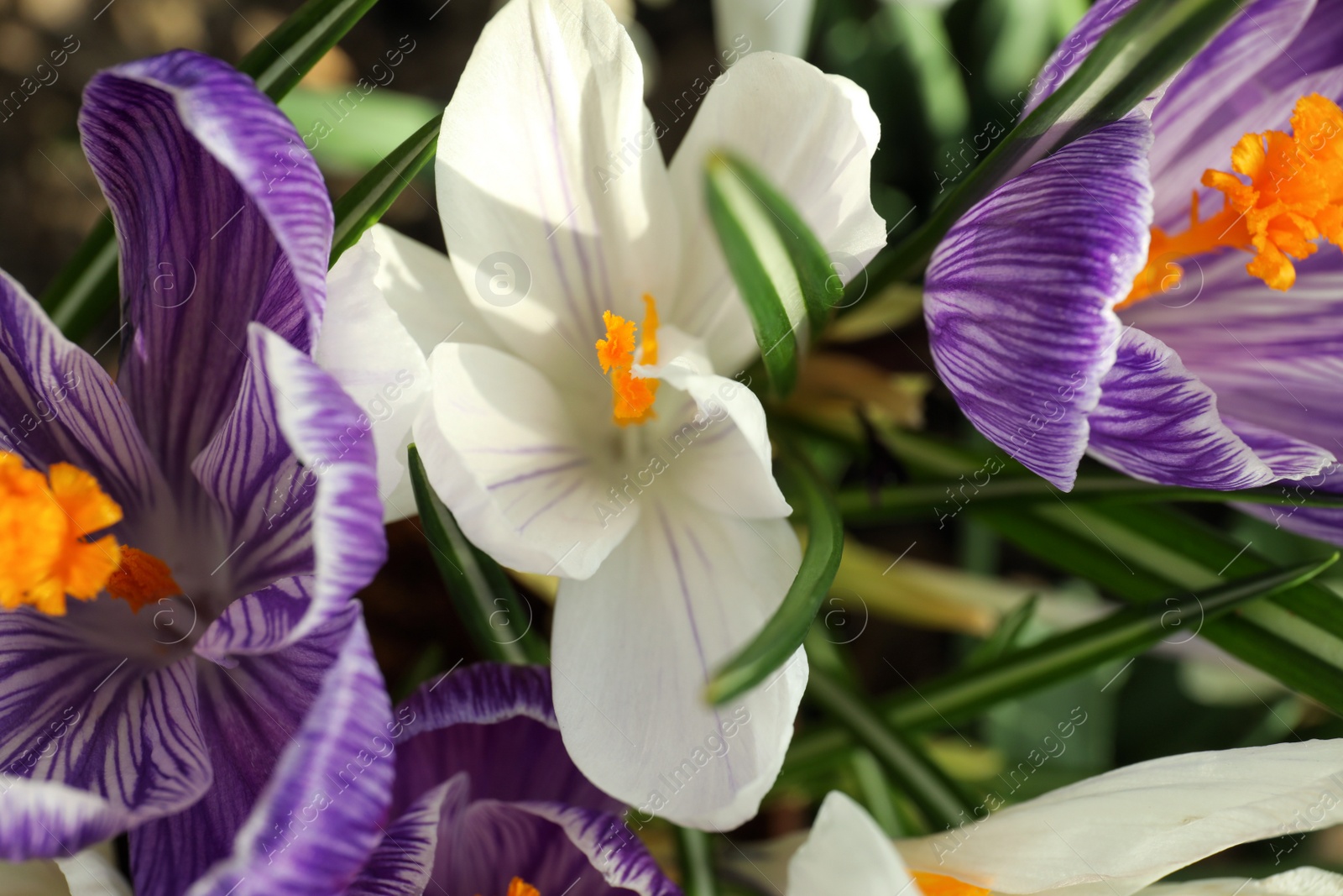 Photo of Beautiful crocuses in garden, closeup. Spring season