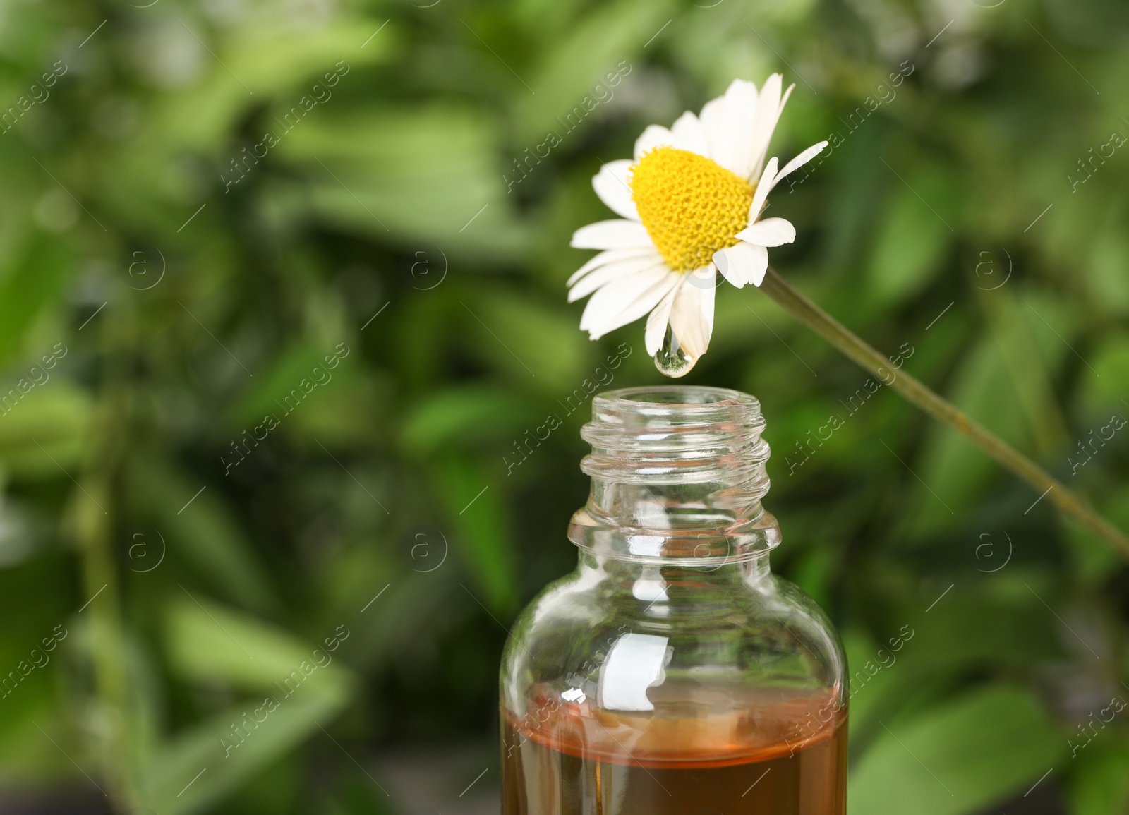 Photo of Chamomile flower over bottle with essential oil on blurred background, closeup. Space for text