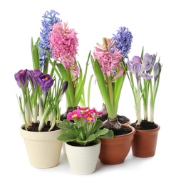 Different beautiful potted flowers on white background