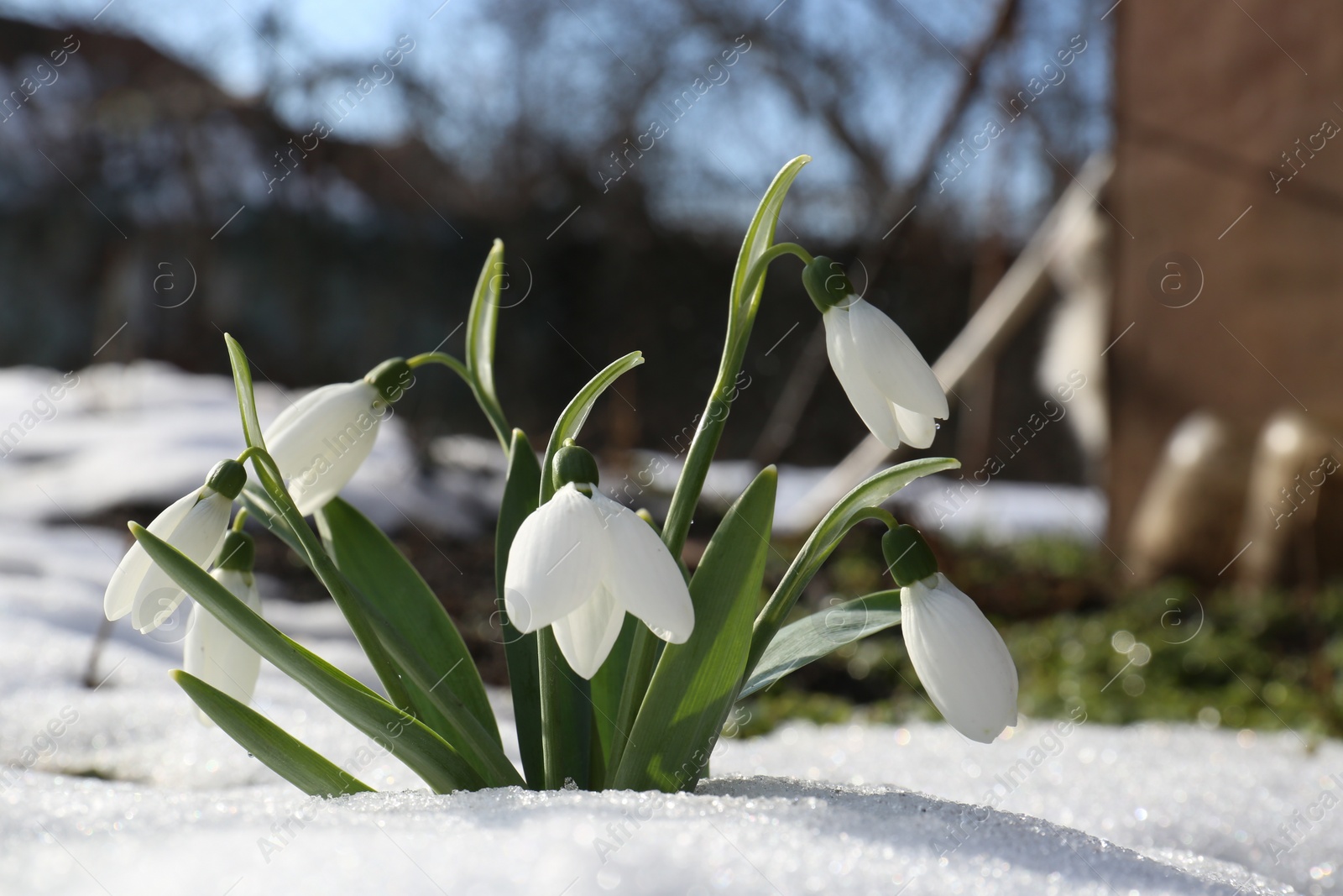 Photo of Beautiful blooming snowdrops growing in snow outdoors. Spring flowers