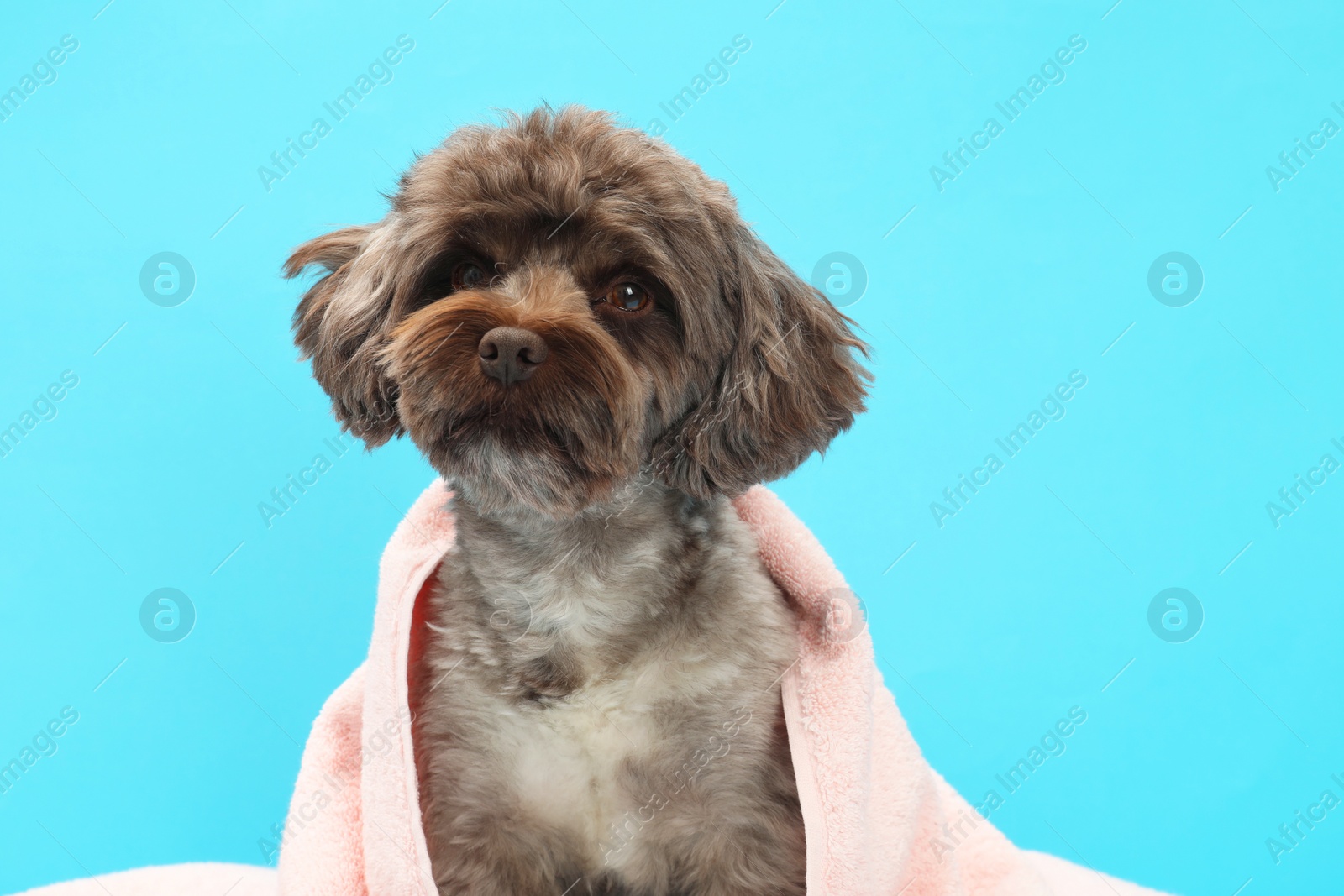 Photo of Cute Maltipoo dog wrapped in towel on light blue background. Lovely pet