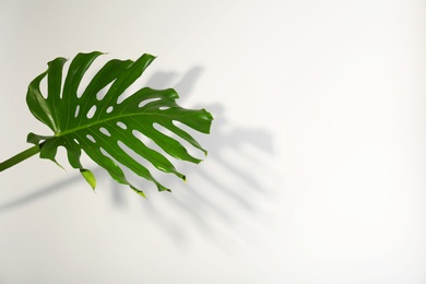 Fresh tropical monstera leaf on light background