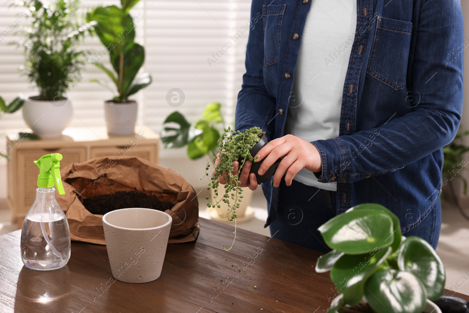 Photo of Woman transplanting houseplant into new pot at wooden table indoors, closeup