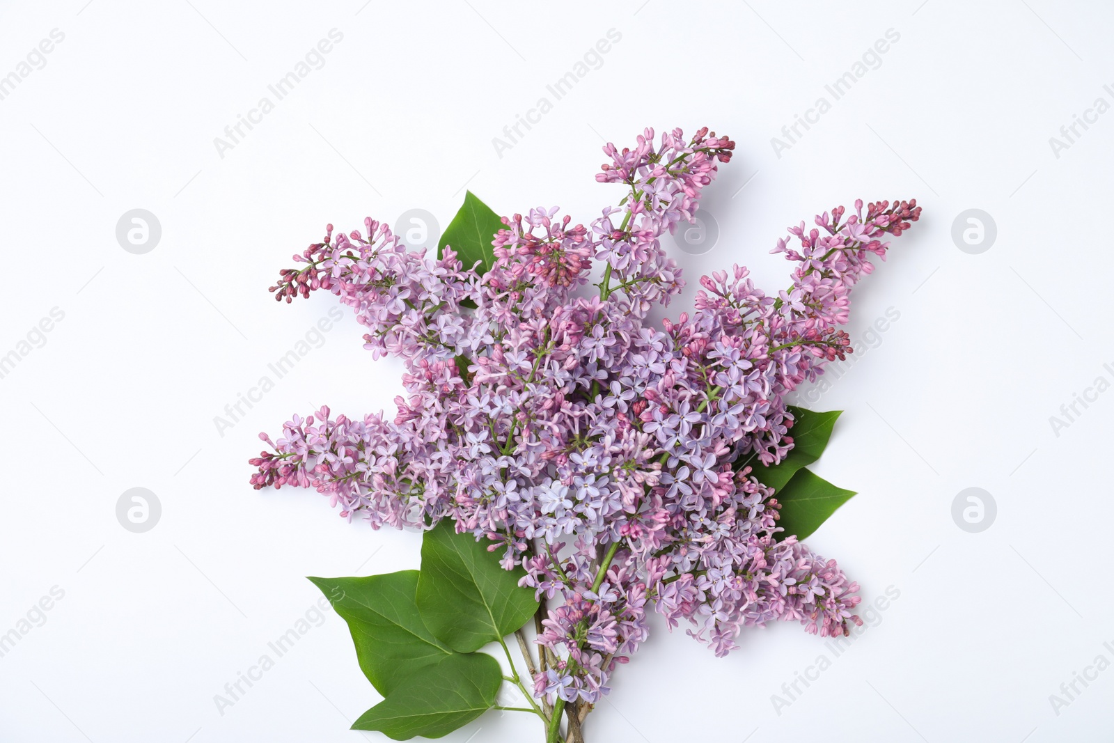 Photo of Blossoming lilac flowers on white background, top view