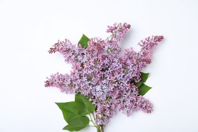 Blossoming lilac flowers on white background, top view