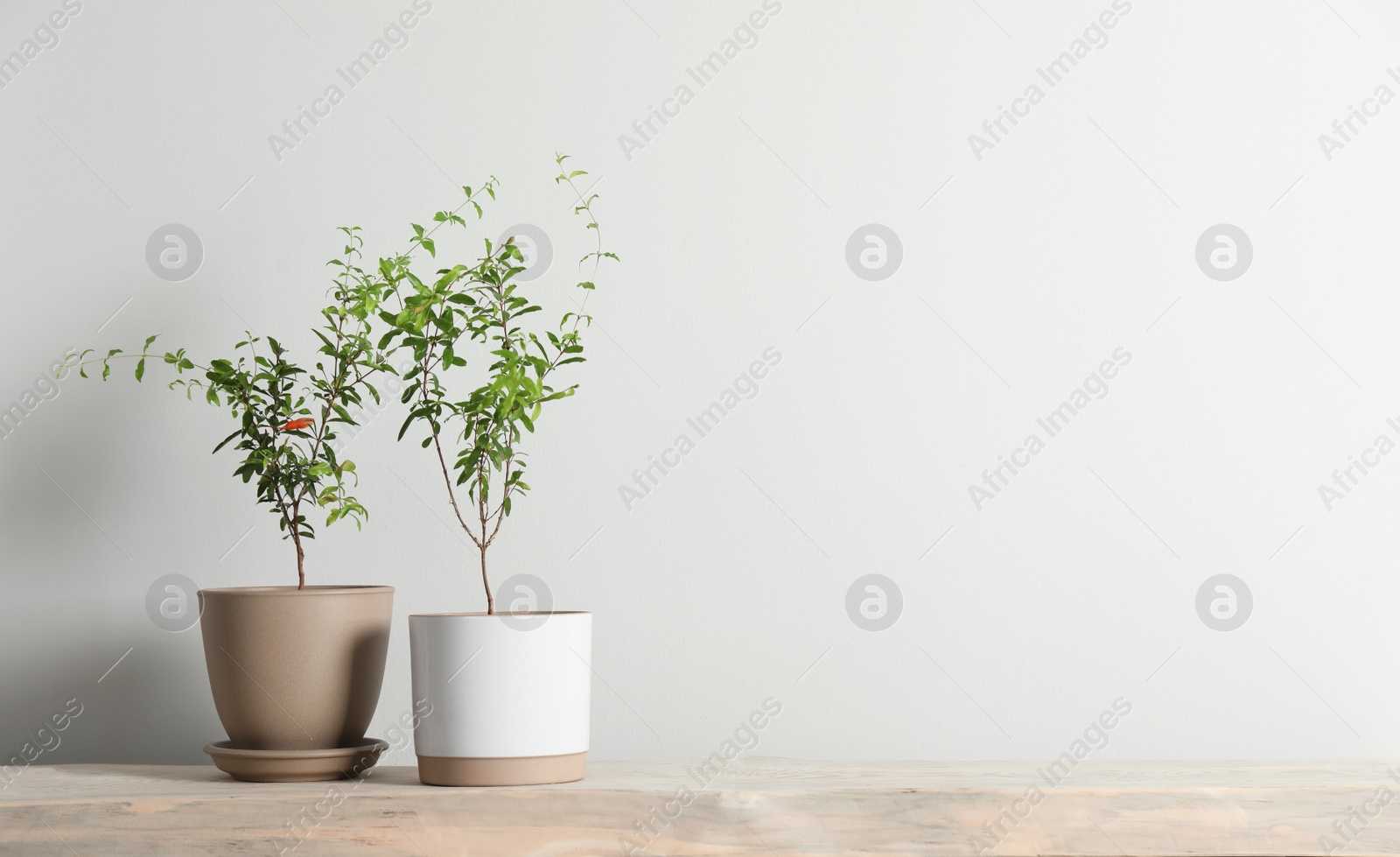 Photo of Young potted pomegranate trees on wooden bench near white wall indoors, space for text