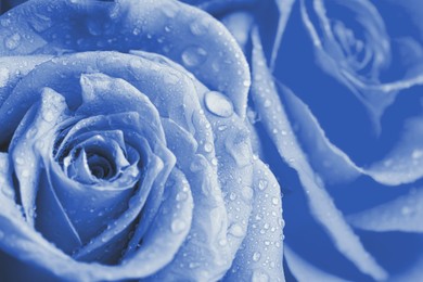 Image of Beautiful light blue roses with water drops as background, closeup