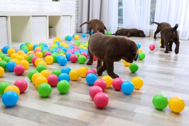 Chocolate Labrador Retriever puppies playing with colorful balls indoors