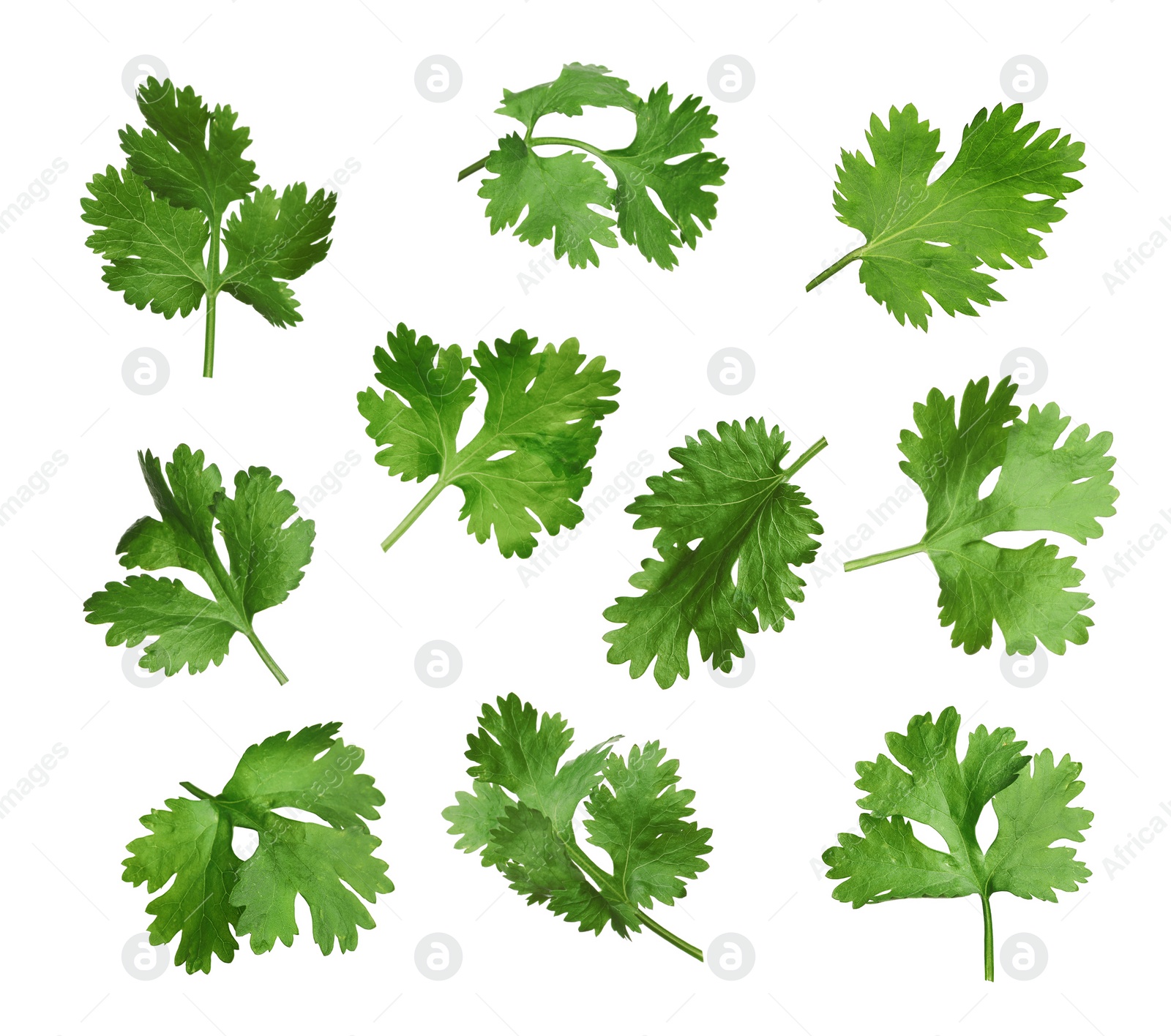 Image of Set with fresh coriander leaves on white background