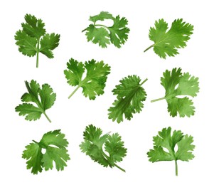 Set with fresh coriander leaves on white background