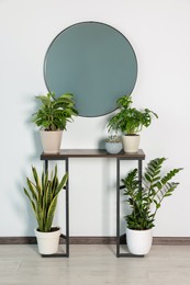 Stylish round mirror on white wall over table with houseplants in room