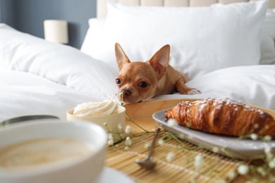 Photo of Tray with tasty breakfast and cute Chihuahua dog on bed in room. Pet friendly hotel