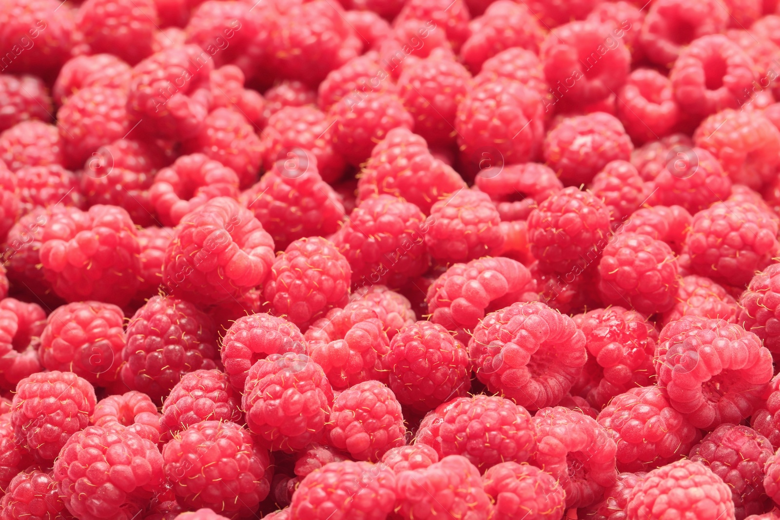 Photo of Ripe aromatic raspberries as background