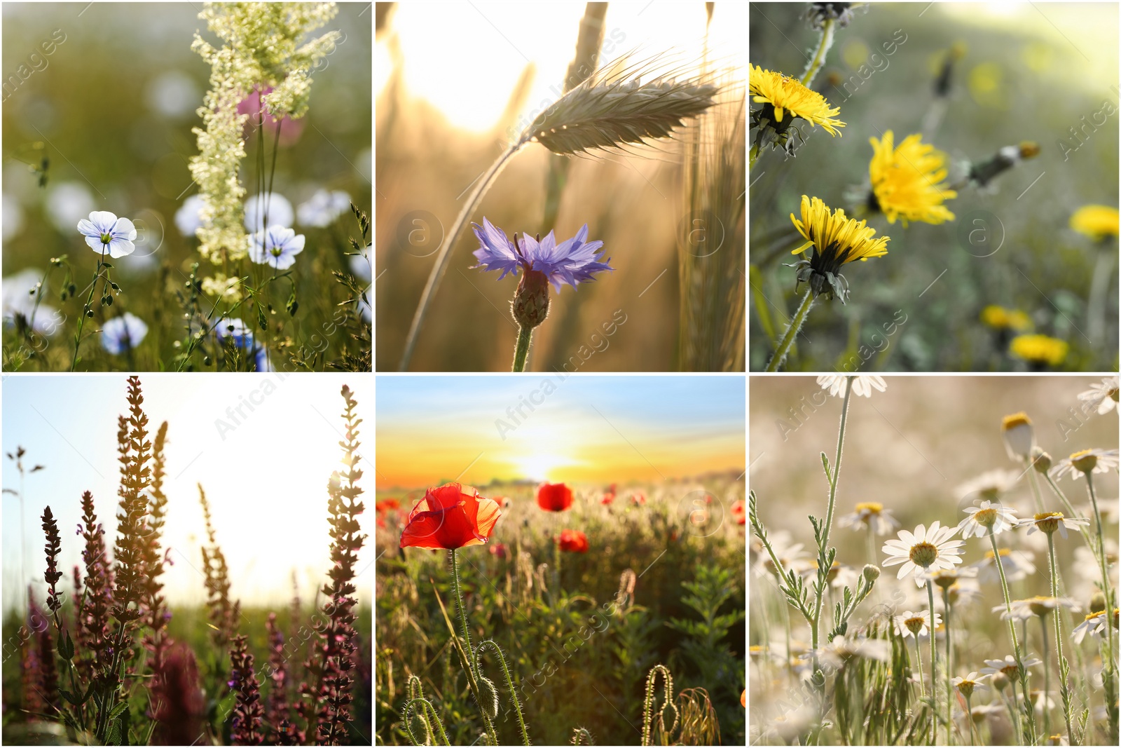 Image of Collage with photos of different beautiful wild flowers