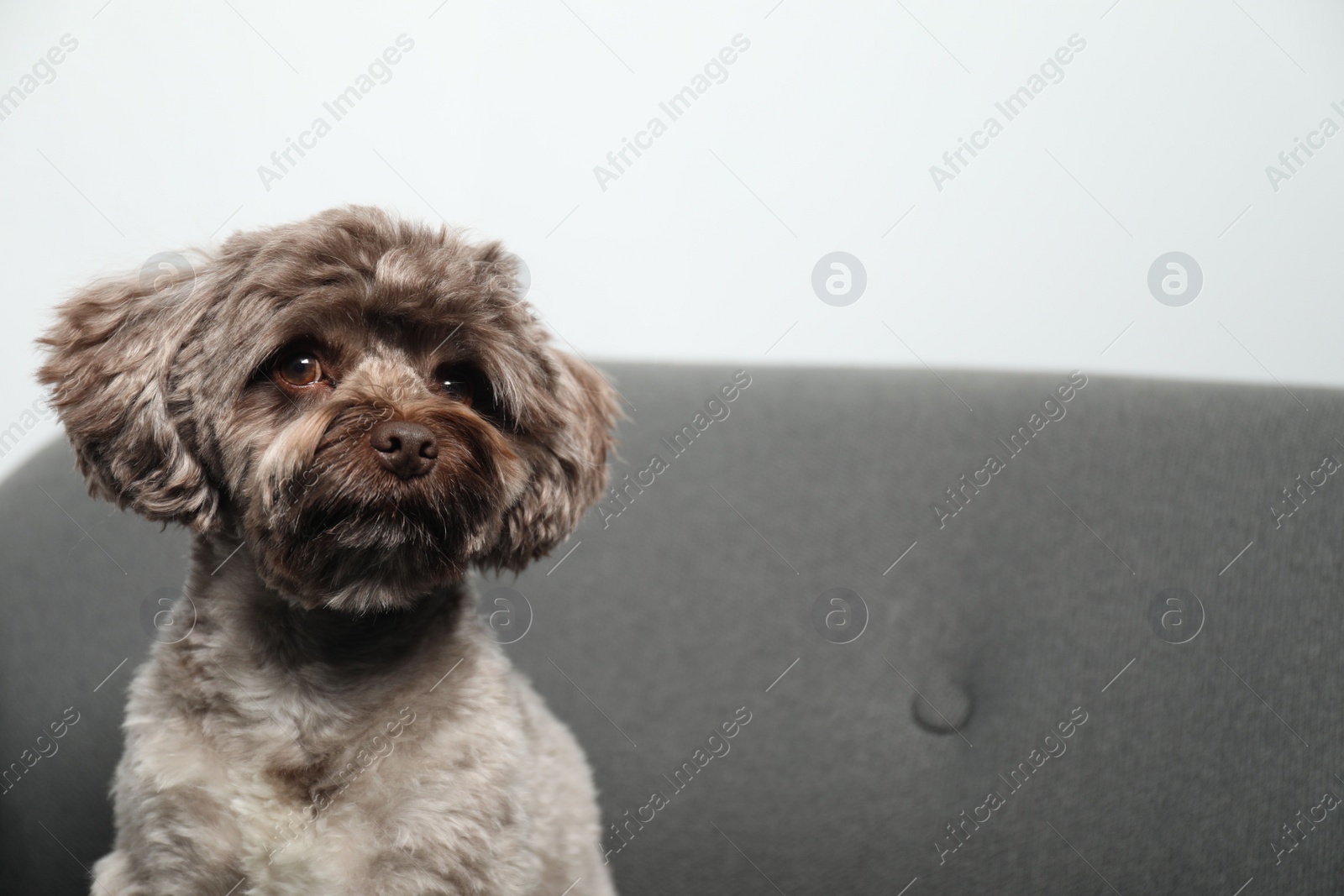 Photo of Cute Maltipoo dog on sofa indoors, space for text. Lovely pet