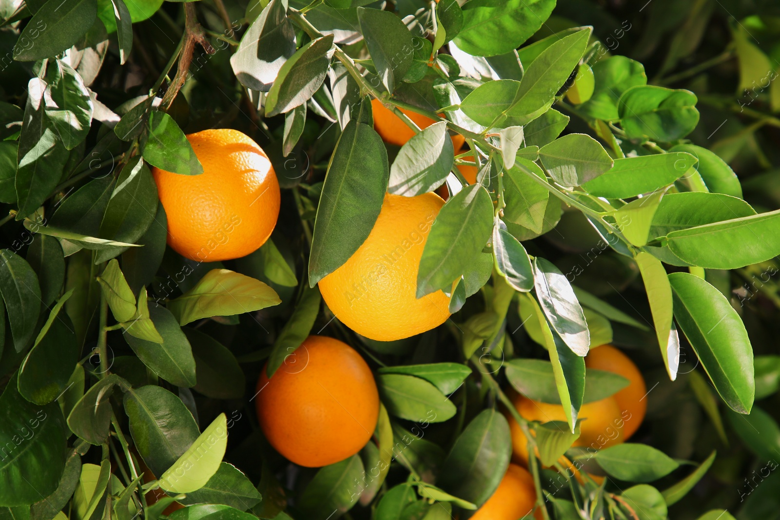 Photo of Tree with fresh ripe oranges on sunny day