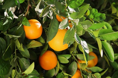 Tree with fresh ripe oranges on sunny day