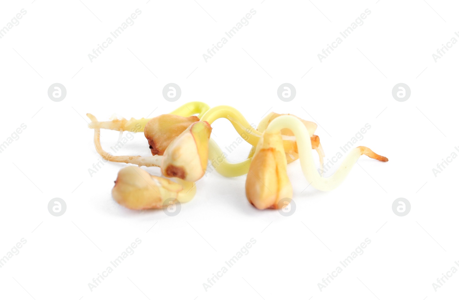 Photo of Sprouted green buckwheat grains isolated on white