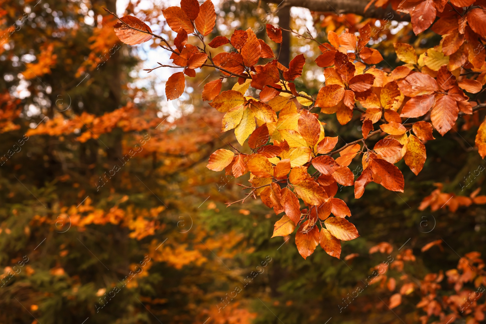 Image of Branches with beautiful orange leaves in autumn park