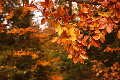 Image of Branches with beautiful orange leaves in autumn park