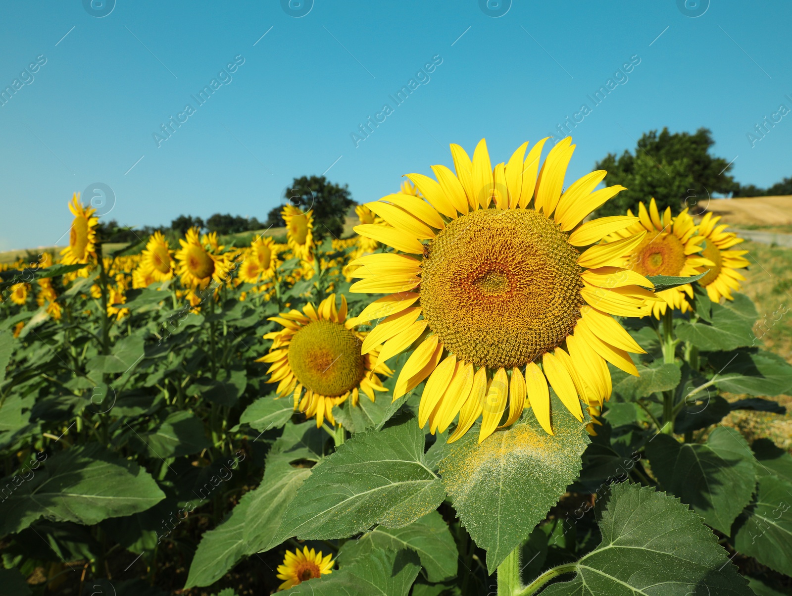 Photo of Sunflowers growing in field under blue sky