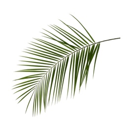 Lush green branch of palm isolated on white