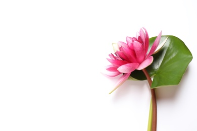 Photo of Beautiful blooming pink lotus flower with green leaf on white background, top view
