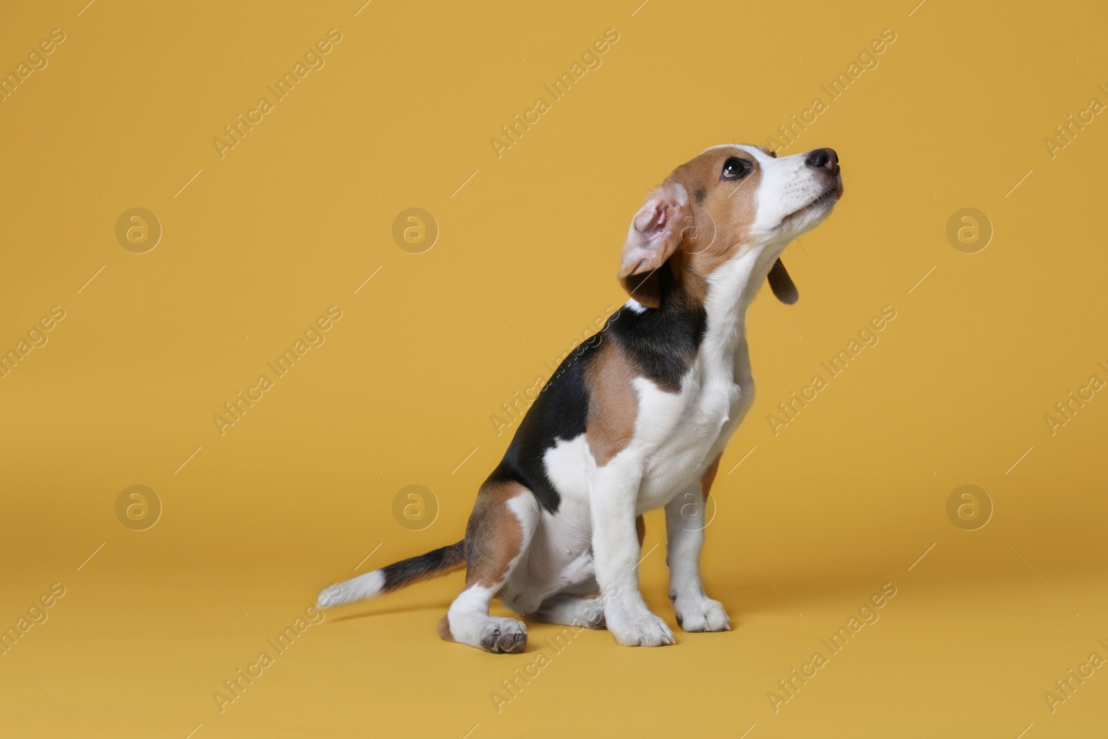 Photo of Cute Beagle puppy on yellow background. Adorable pet