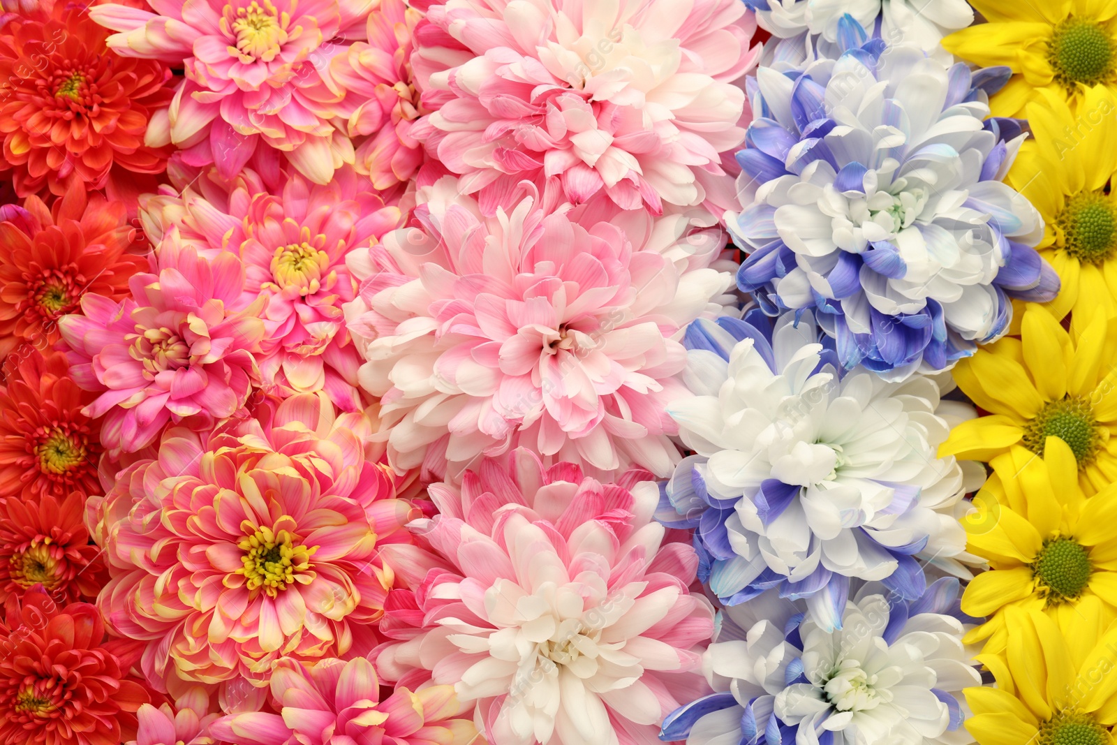 Photo of Many different beautiful chrysanthemums as background, closeup