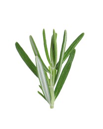 Photo of Sprig of fresh rosemary isolated on white